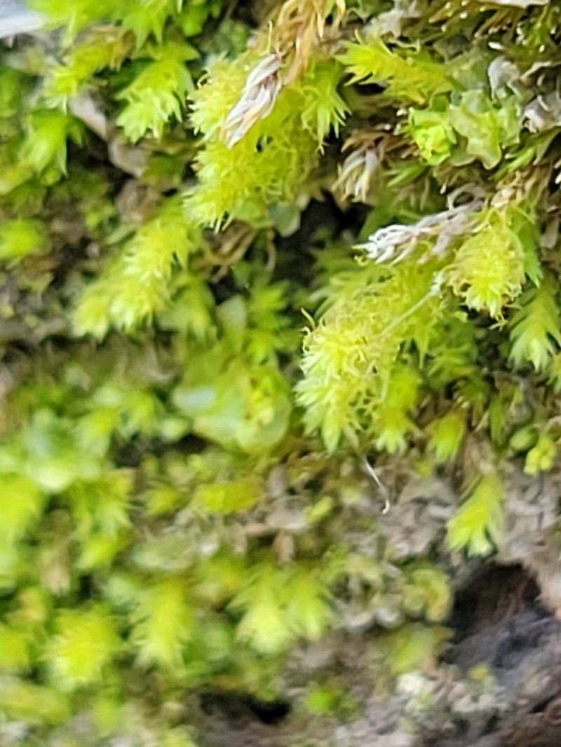 Pohlia Moss photo 3