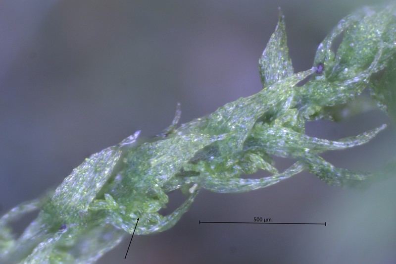 Pohlia Moss photo 4