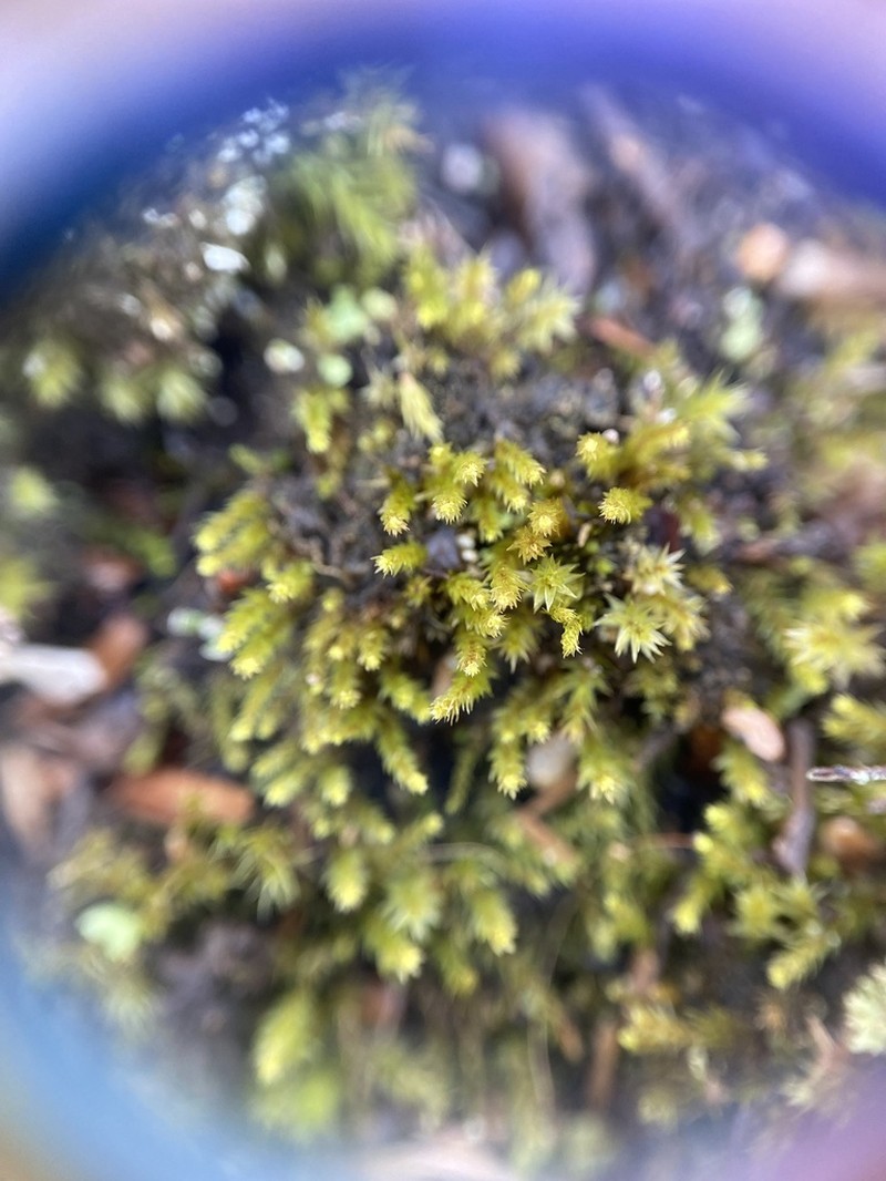 Pohlia Moss photo 5