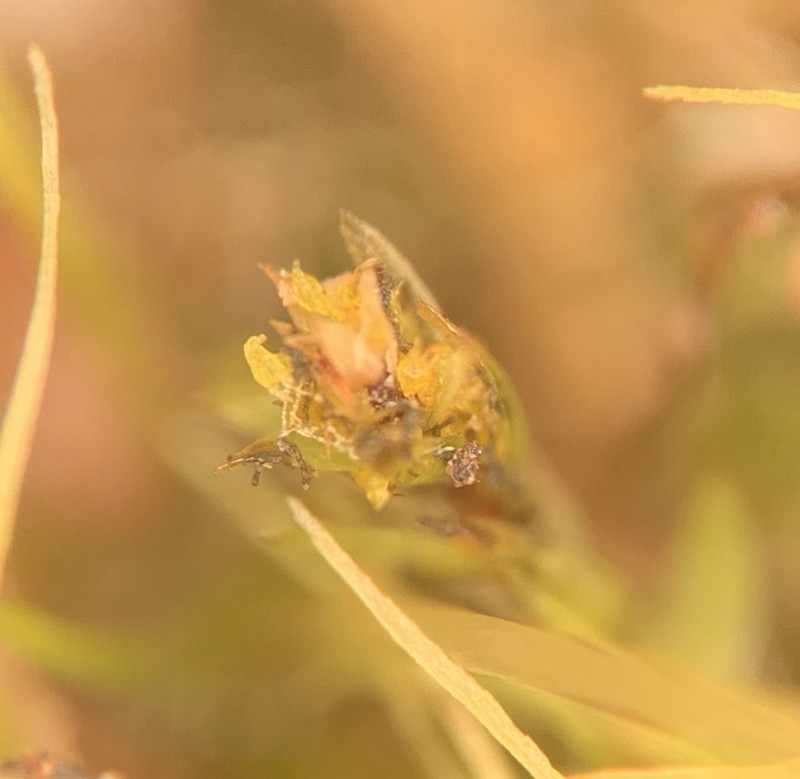 Pohlia Moss photo 6