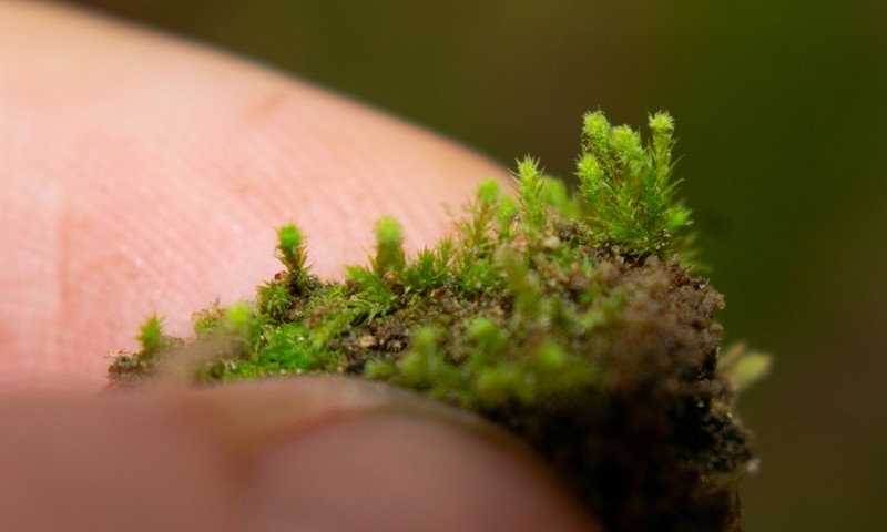 Pohlia Moss photo 7