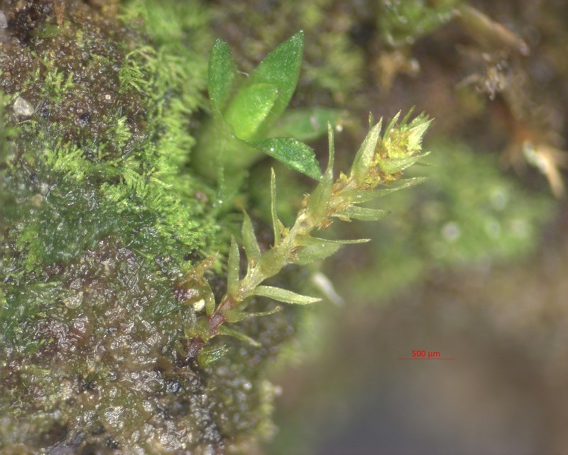 Pohlia Moss photo 8