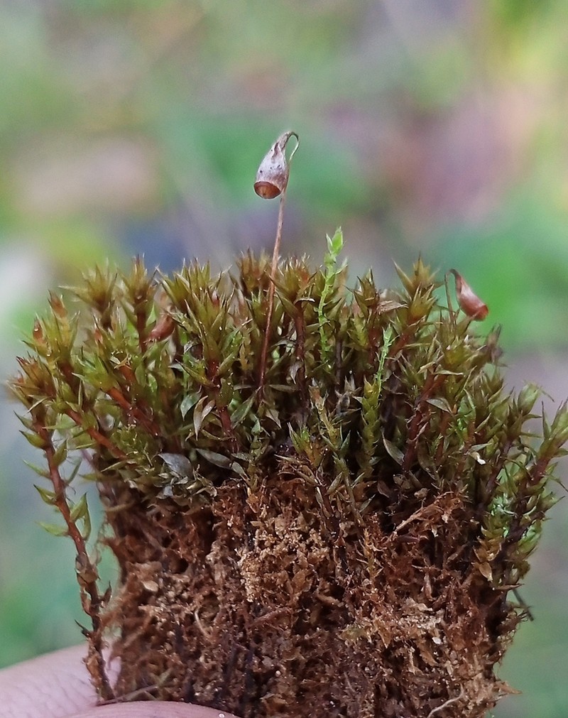 Pohlia Moss