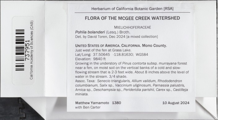 Bolander's Pohlia Moss photo 6