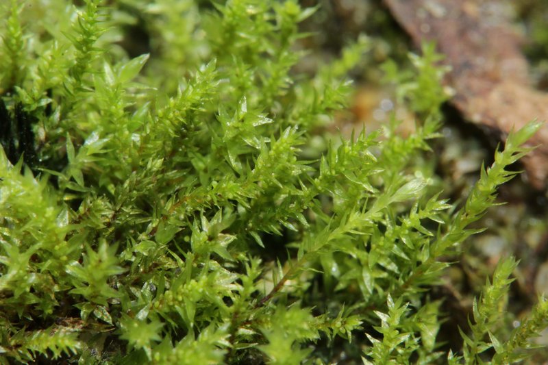Pohlia Moss