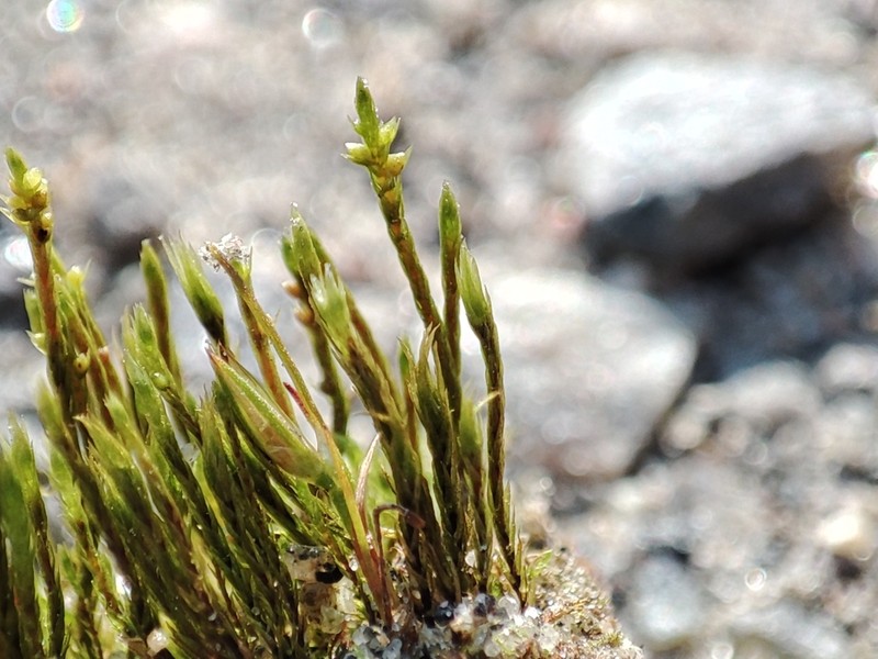 Pohlia Moss
