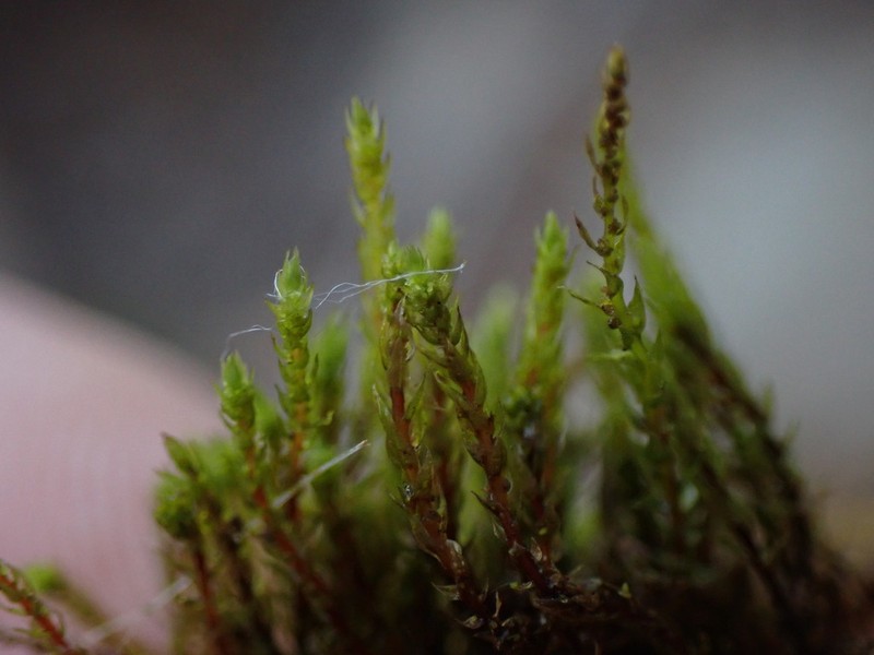 Pohlia Moss photo 2