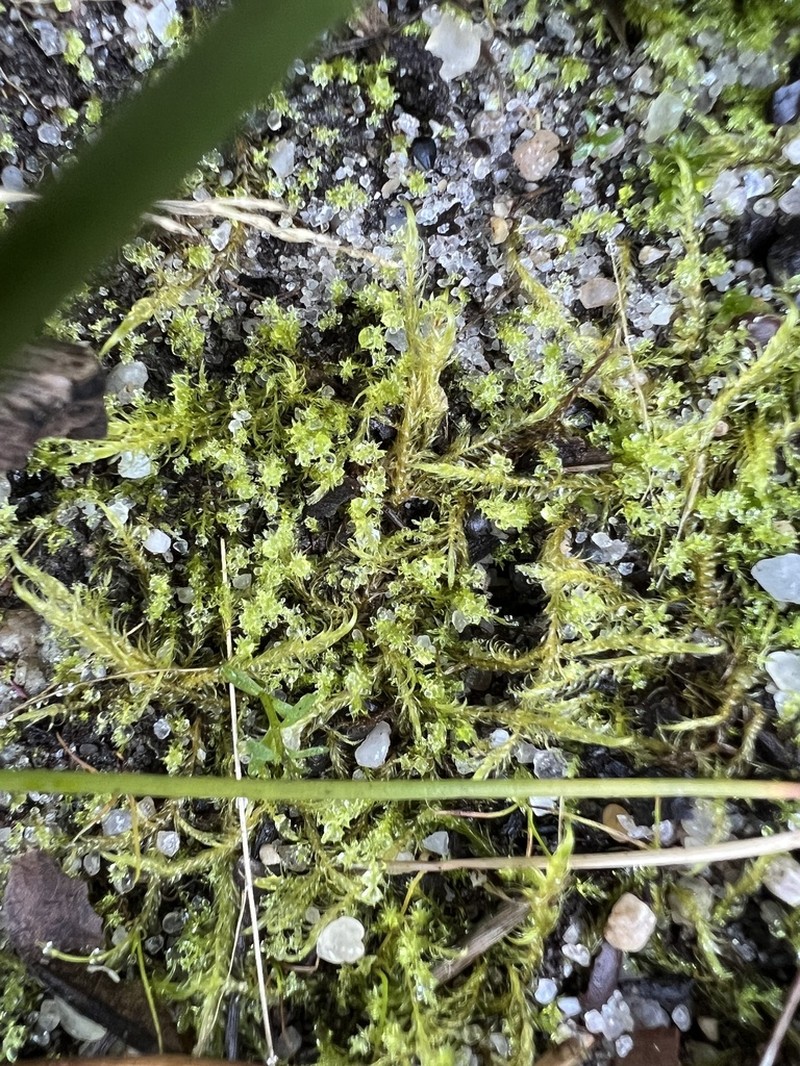 Pohlia Moss photo 3