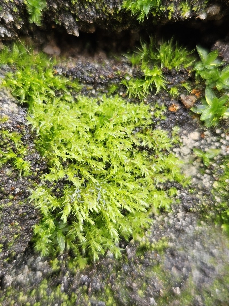 Pohlia Moss photo 4