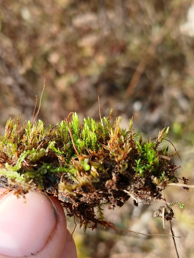Pohlia Moss photo 5