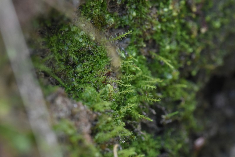 Pohlia Moss photo 6
