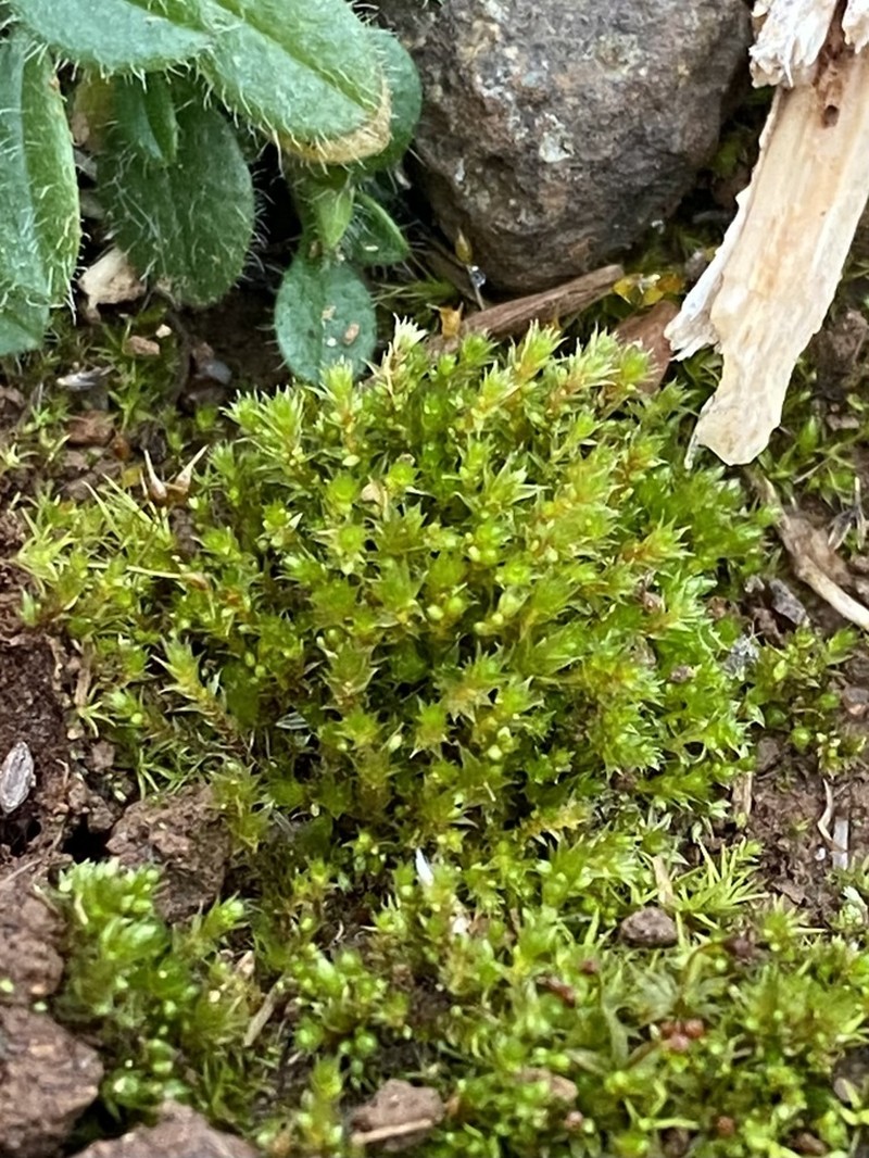 Pohlia Moss photo 7