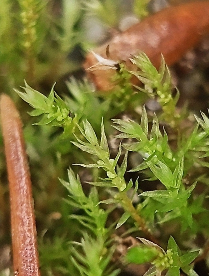 Pohlia Moss photo 8