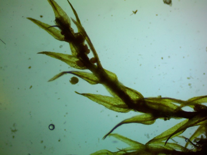 Pohlia Moss