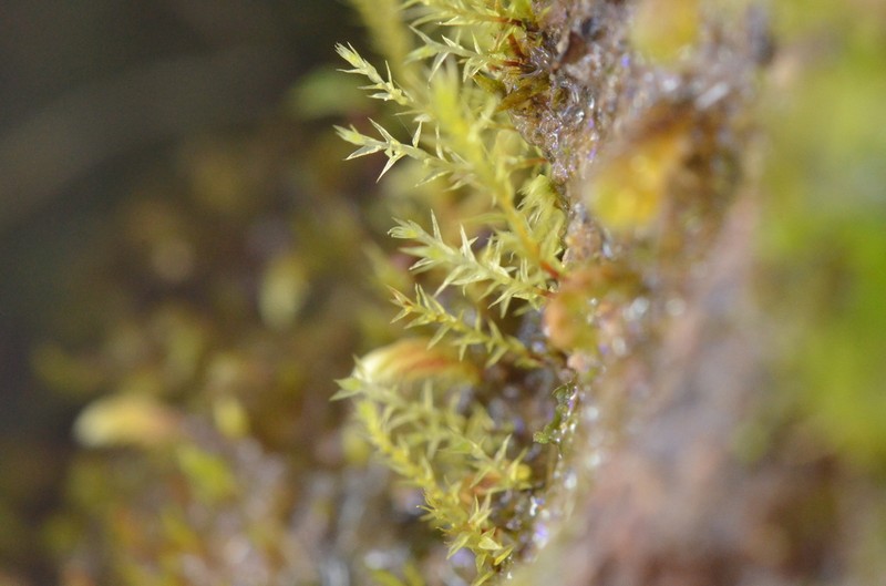 Pohlia Moss photo 3
