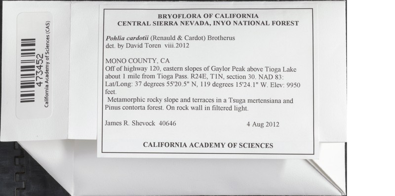 Cardot's Pohlia Moss