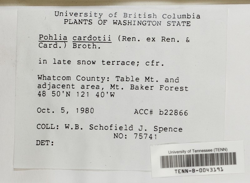 Cardot's Pohlia Moss photo 4