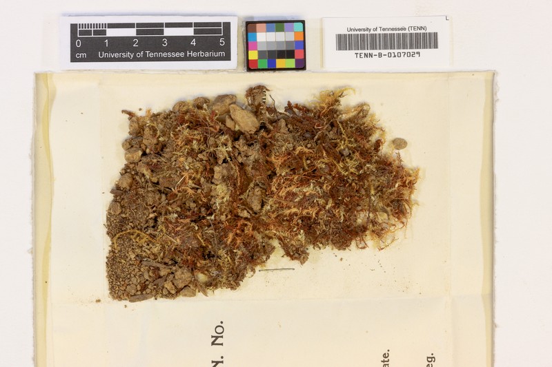 Pohlia Moss photo 2