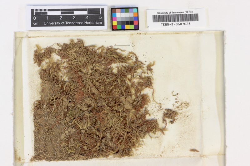 Pohlia Moss photo 5