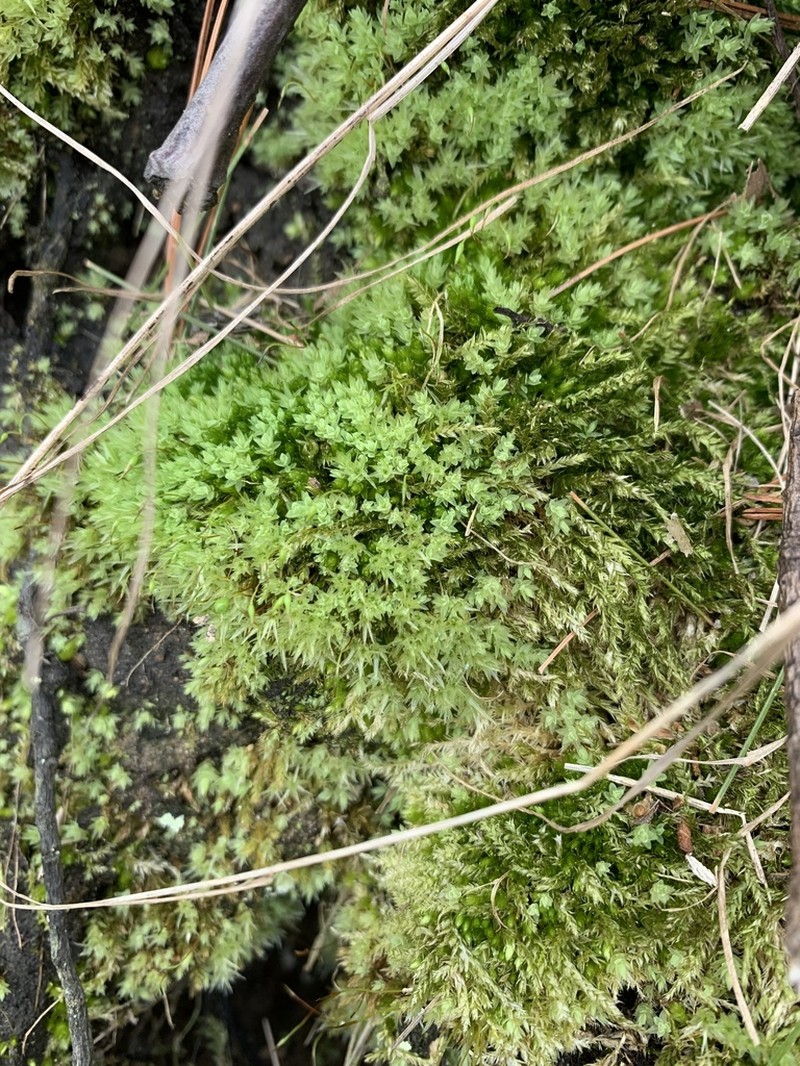 Pohlia Moss photo 2