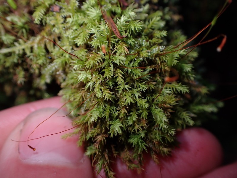 Pohlia Moss photo 3