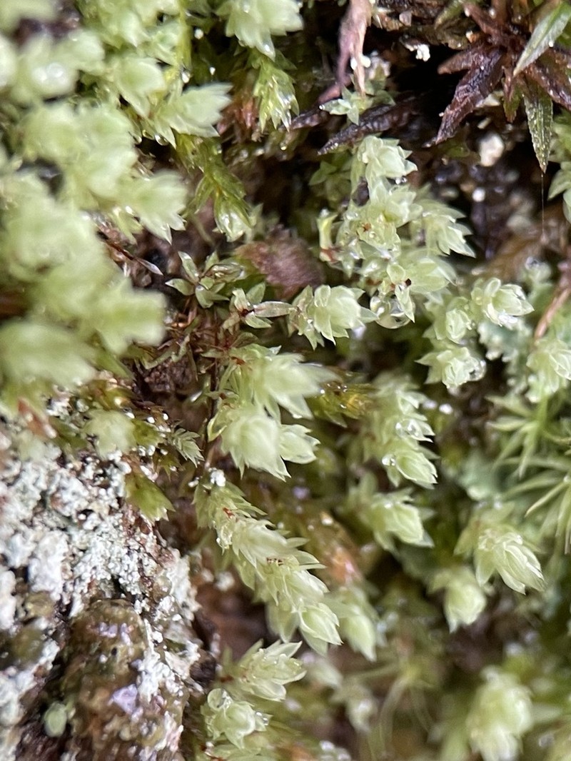 Pohlia Moss photo 4