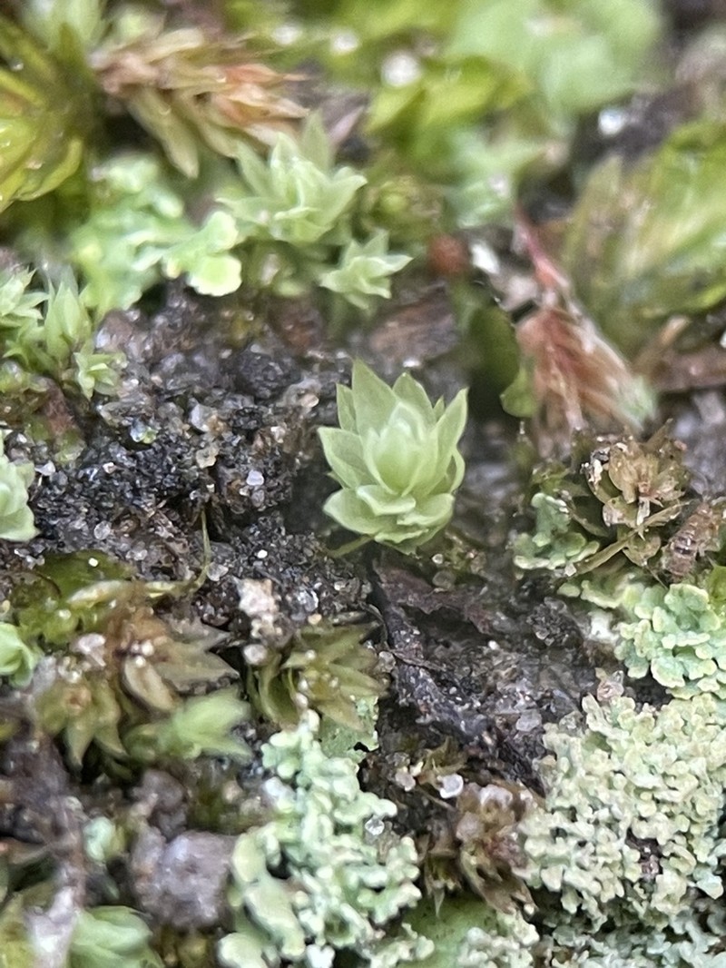 Pohlia Moss photo 5