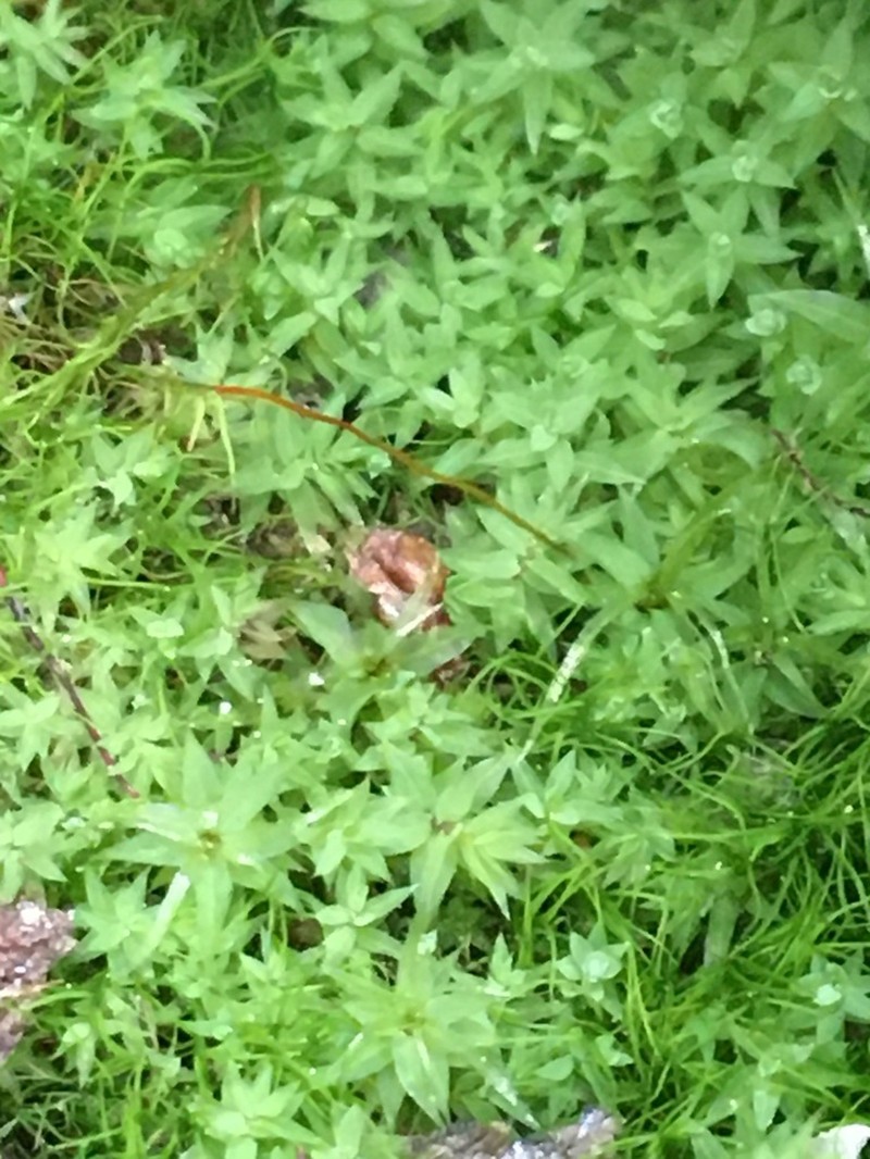 Pohlia Moss photo 6