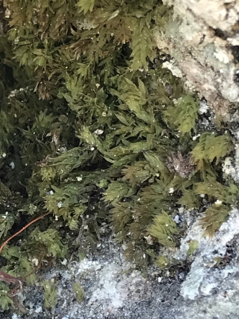 Pohlia Moss photo 7