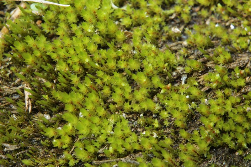 Drummond's Pohlia Moss