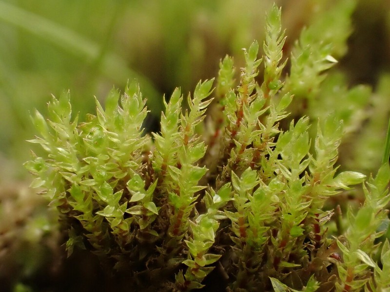 Drummond's Pohlia Moss photo 2