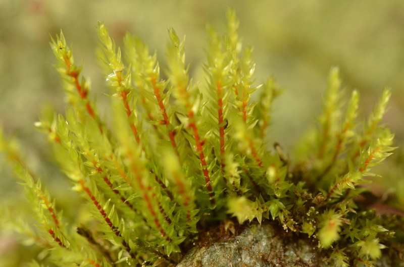 Drummond's Pohlia Moss photo 3