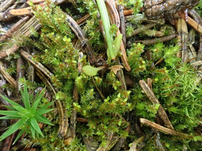 Drummond's Pohlia Moss photo 4