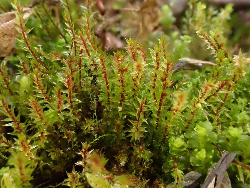 Drummond's Pohlia Moss photo 5