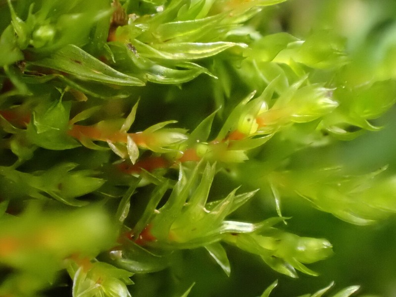 Drummond's Pohlia Moss photo 6