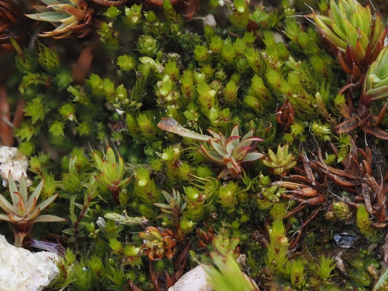 Drummond's Pohlia Moss photo 7