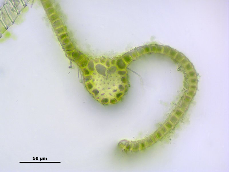 Elongate Pohlia Moss