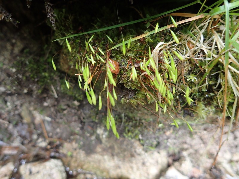 Elongate Pohlia Moss