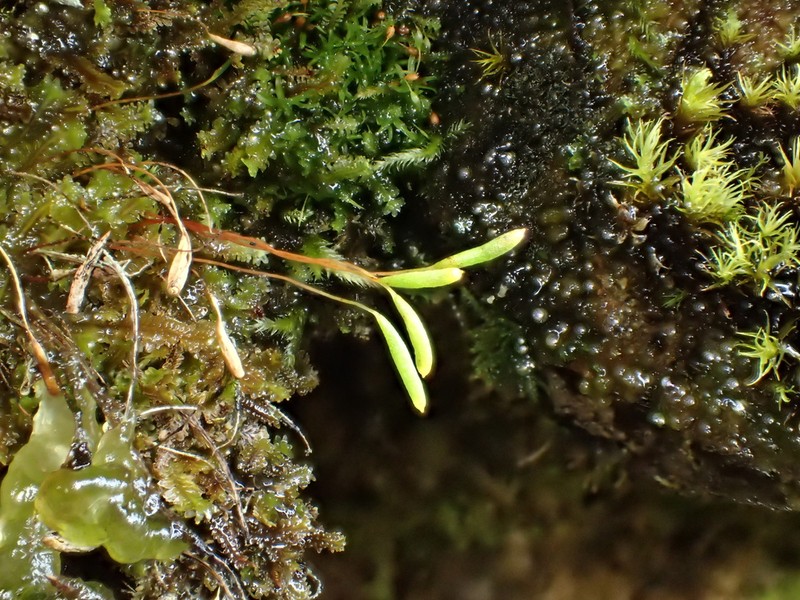 Elongate Pohlia Moss photo 2