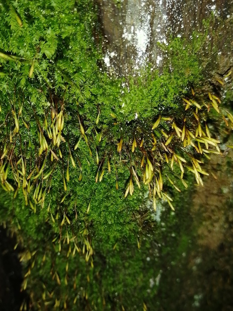 Elongate Pohlia Moss photo 3