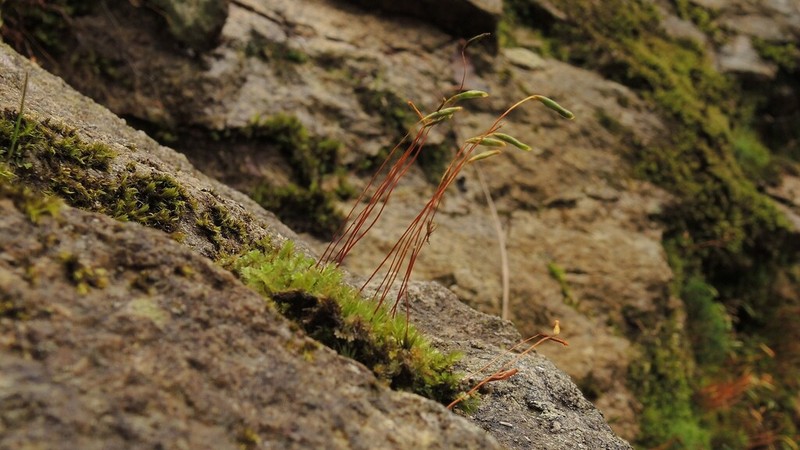Elongate Pohlia Moss photo 4