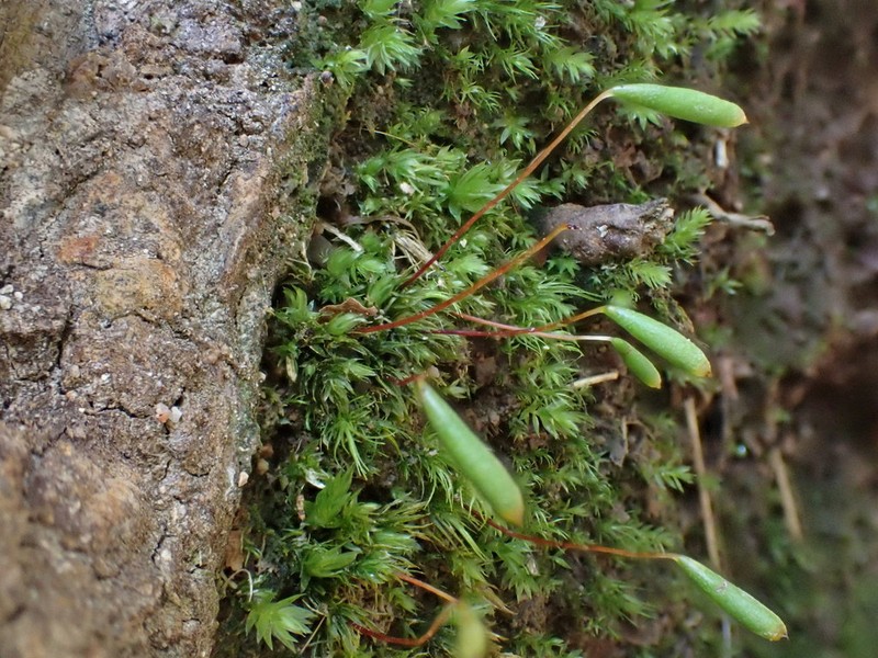 Elongate Pohlia Moss photo 5
