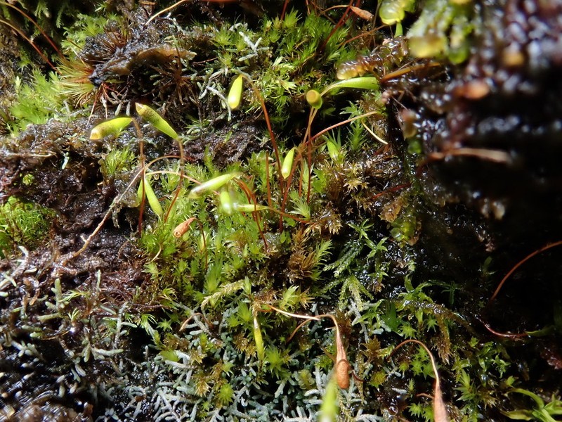 Elongate Pohlia Moss photo 6