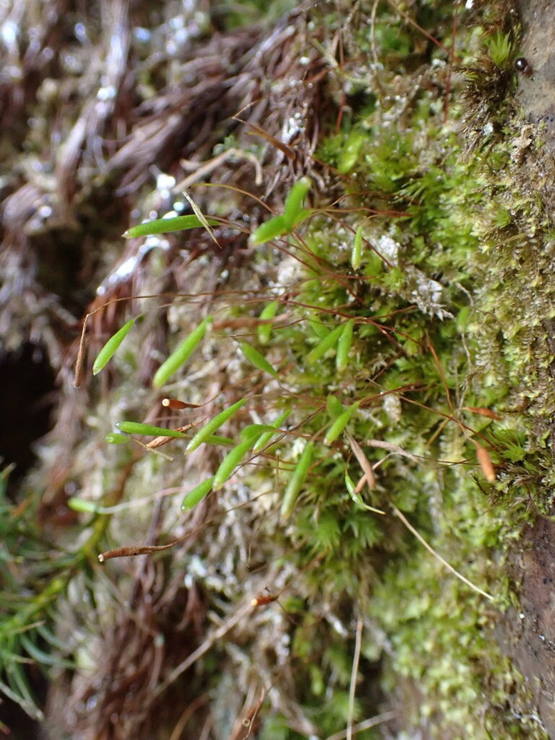 Elongate Pohlia Moss photo 7
