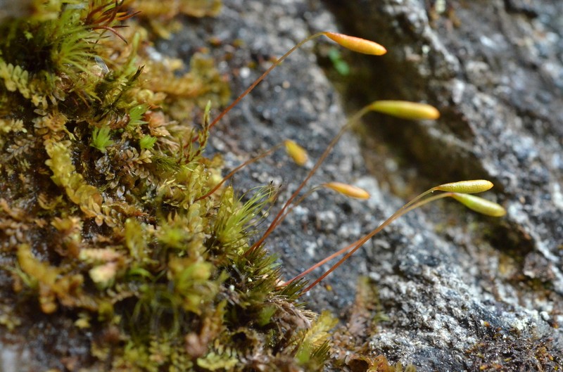Elongate Pohlia Moss photo 8