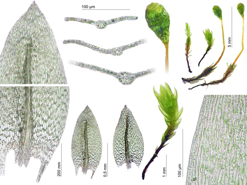 Erect Pohlia Moss