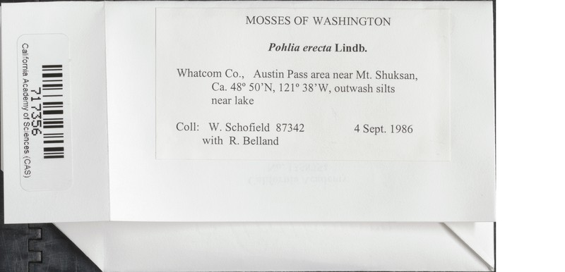 Erect Pohlia Moss photo 3