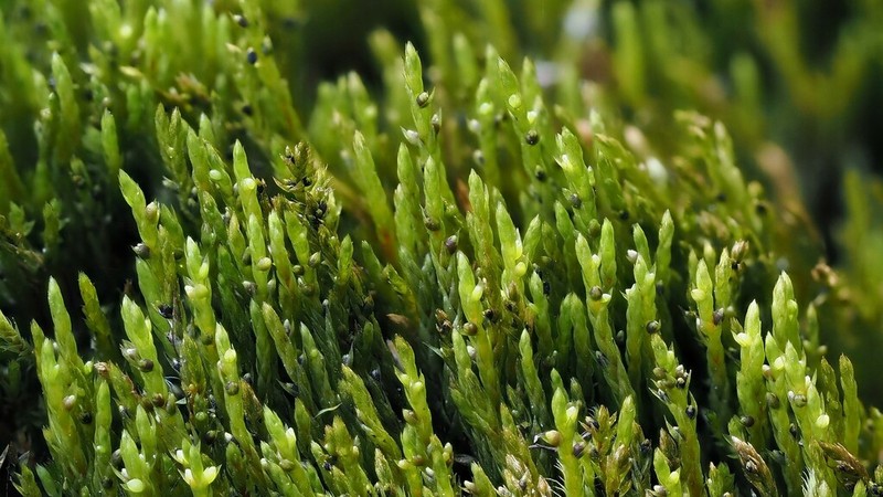 Pohlia Moss
