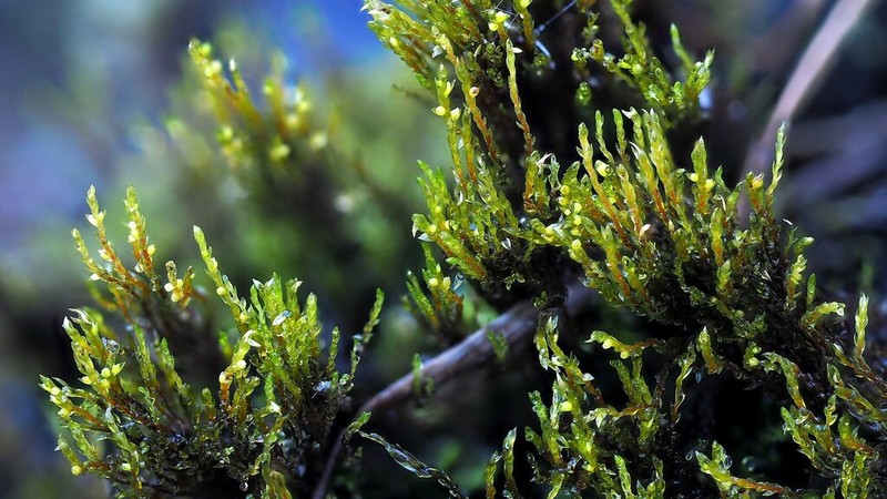 Pohlia Moss photo 2
