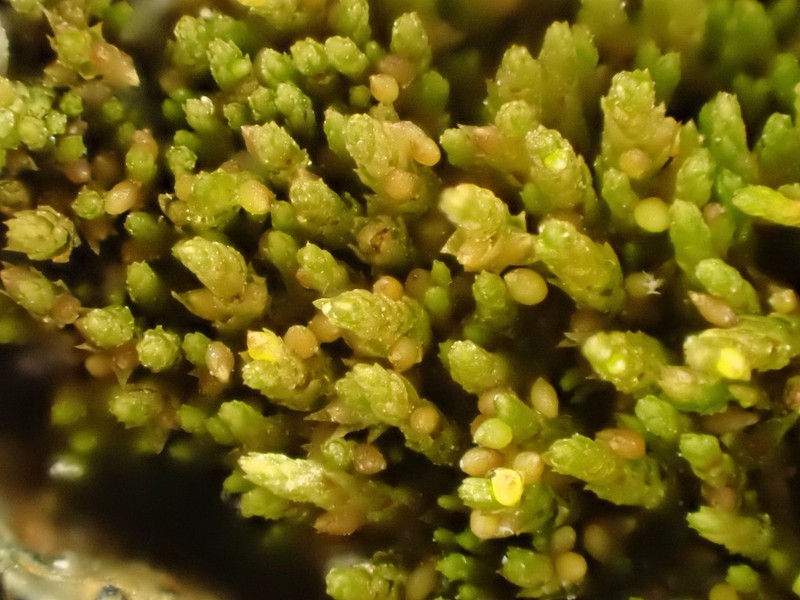 Pohlia Moss photo 3
